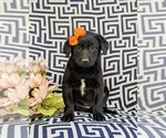 Small Photo #2 Borador-Labrador Retriever Mix Puppy For Sale in OXFORD, PA, USA