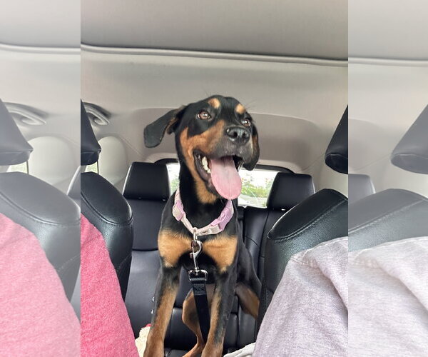Medium Photo #3 Rottweiler-Unknown Mix Puppy For Sale in Hillsboro, NH, USA