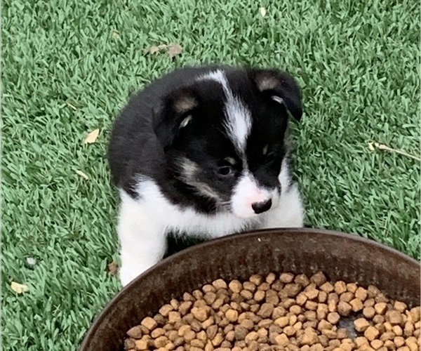 Medium Photo #15 Pembroke Welsh Corgi Puppy For Sale in BURLESON, TX, USA
