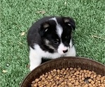 Small Photo #15 Pembroke Welsh Corgi Puppy For Sale in BURLESON, TX, USA