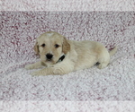 Small Photo #8 Goldendoodle Puppy For Sale in HOMELAND, CA, USA