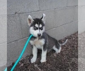 Siberian Husky Puppy for sale in FREDERICKSBG, OH, USA