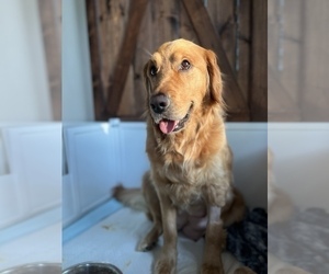 Mother of the Golden Retriever puppies born on 04/24/2025
