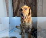 Small Photo #1 Golden Retriever Puppy For Sale in BIG CABIN, OK, USA