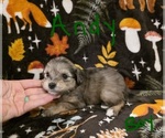 Small #6 Chizer
