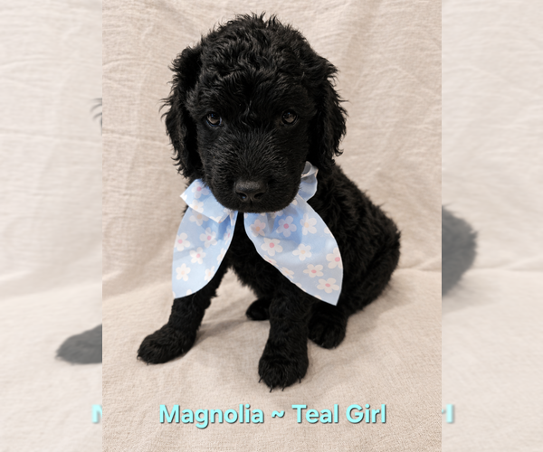 Medium Photo #3 Double Doodle Puppy For Sale in CAPE MAY COURT HOUSE, NJ, USA