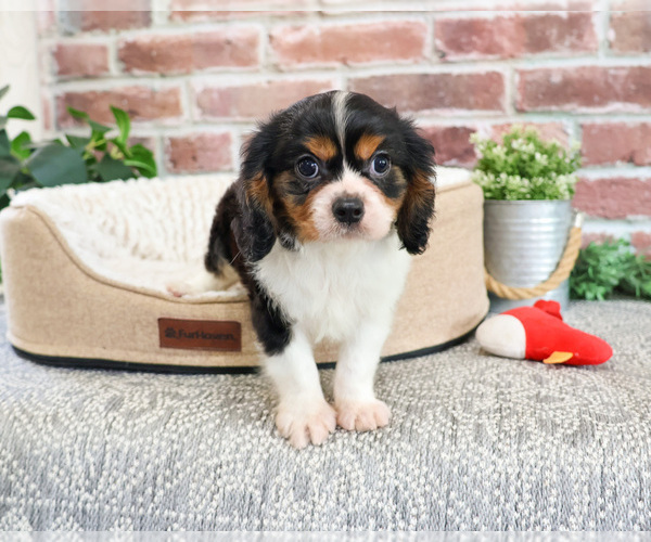 Medium Photo #12 Cavalier King Charles Spaniel Puppy For Sale in SYRACUSE, IN, USA