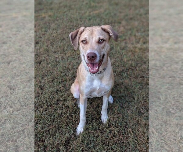 Medium Photo #4 Labrador Retriever-Unknown Mix Puppy For Sale in Greensboro, NC, USA