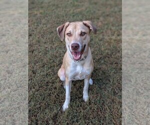 Deacon - Male Boxer-Unknown Mix Dog for Adoption - Photo #4