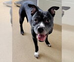 Small American Pit Bull Terrier