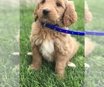 Small Photo #4 Goldendoodle Puppy For Sale in BOWLING GREEN, KY, USA