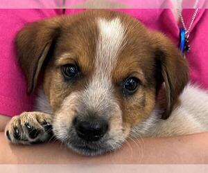 Mutt Dogs for adoption in San Antonio, TX, USA