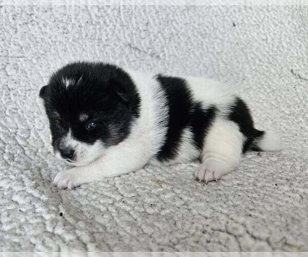 Medium Photo #1 Pom-Shi Puppy For Sale in MIDDLEBURG, FL, USA