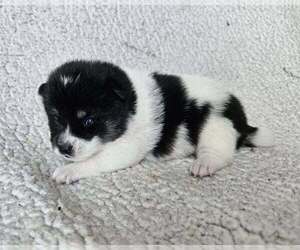 Pom-Shi Puppy for sale in MIDDLEBURG, FL, USA