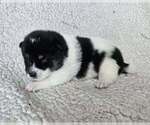 Image preview for Ad Listing. Nickname: Moo Moo