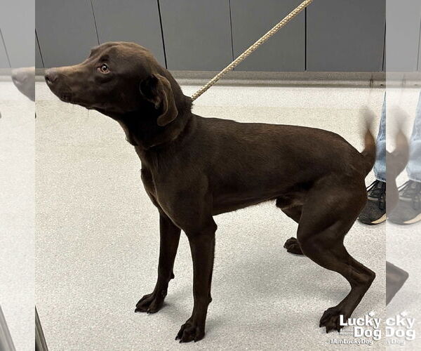 Medium Photo #2 Labrador Retriever-Unknown Mix Puppy For Sale in Washington, DC, USA