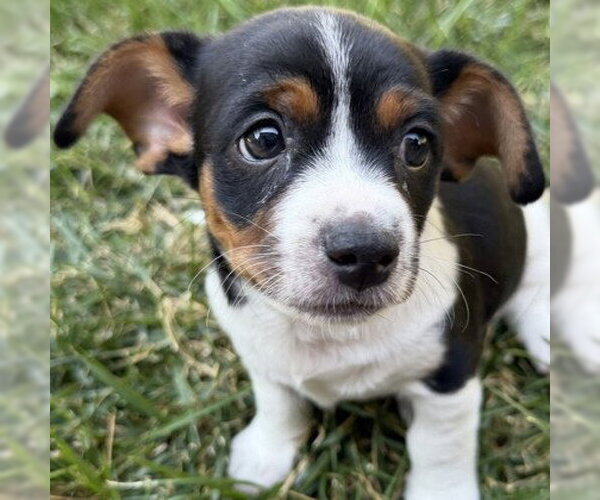 Medium Photo #1 Mutt Puppy For Sale in Pleasanton, CA, USA