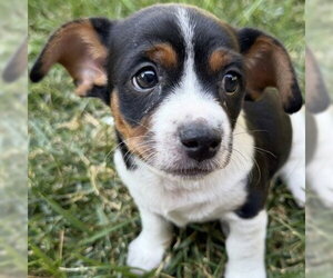 Mutt Dogs for adoption in Pleasanton, CA, USA