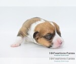Small Photo #12 Pembroke Welsh Corgi Puppy For Sale in BURTRUM, MN, USA