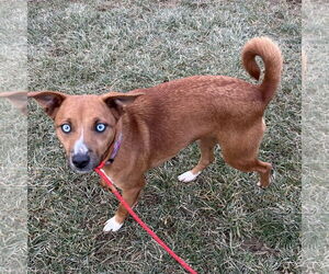 Pupcup - Female Mutt Dog for Adoption - Photo #3