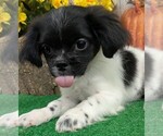 Image preview for Ad Listing. Nickname: SHIH TZU X