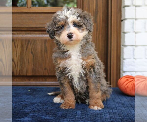 Medium Photo #3 Bernedoodle (Miniature) Puppy For Sale in NARVON, PA, USA
