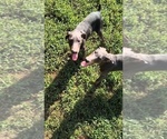 Small #5 Doberman Pinscher