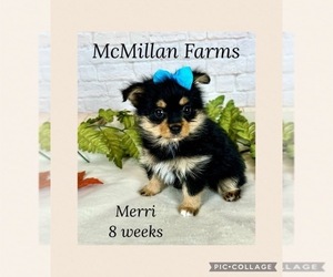 Yoranian Puppy for sale in COTTONTOWN, TN, USA
