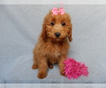 Small #3 Goldendoodle (Miniature)