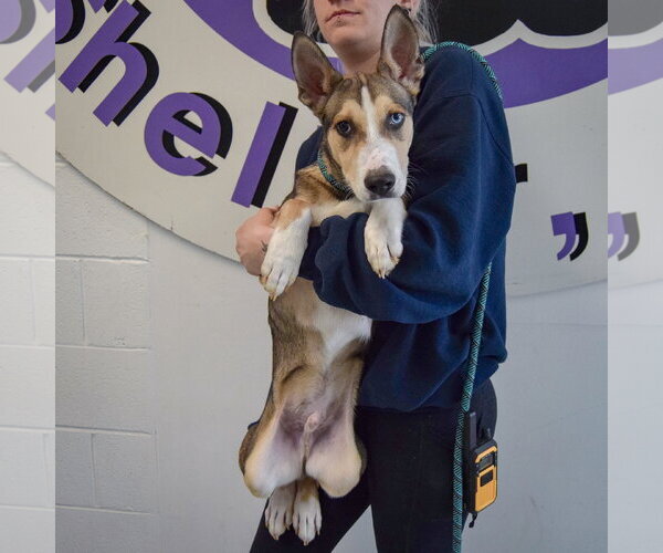 Medium Photo #4 Gerberian Shepsky Puppy For Sale in Huntley, IL, USA