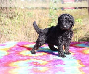 Goldendoodle Puppy for sale in UNION CITY, TN, USA