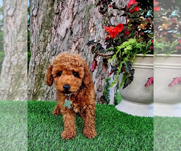 Medium Photo #2 Poodle (Miniature)-Poodle (Toy) Mix Puppy For Sale in INDIANAPOLIS, IN, USA