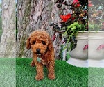 Small #1 Poodle (Miniature)-Poodle (Toy) Mix