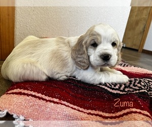 Cocker Spaniel-Golden Cocker Retriever Mix Puppy for sale in LEBANON, MO, USA