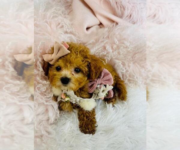 Medium Photo #1 Poodle (Toy) Puppy For Sale in DEAL, NJ, USA