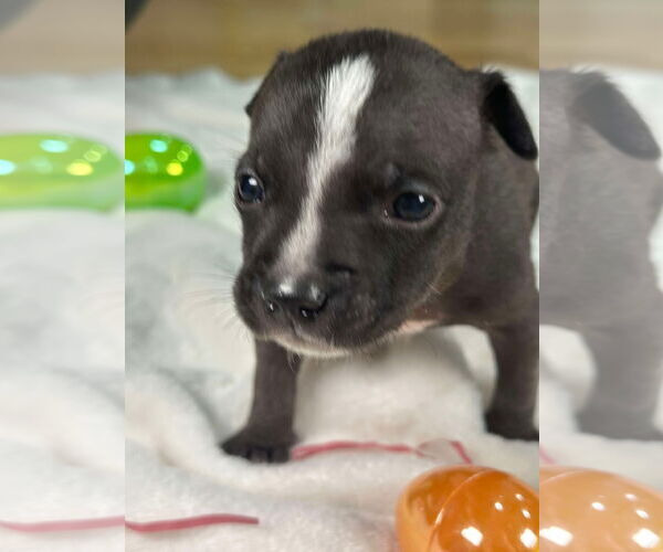 Medium Photo #5 American Staffordshire Terrier-Boston Terrier Mix Puppy For Sale in Cary, NC, USA
