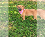 Small Photo #3 Aussiedor Puppy For Sale in Phoenix, AZ, USA