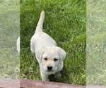Small Photo #3 Labrador Retriever Puppy For Sale in BEECH GROVE, IN, USA