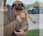 Small #2 Chiweenie