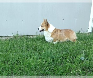 Father of the Pembroke Welsh Corgi puppies born on 01/17/2026