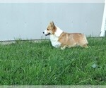 Small Photo #1 Pembroke Welsh Corgi Puppy For Sale in MIDDLEBURY, IN, USA