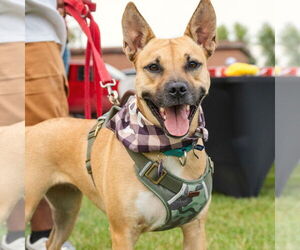 American Pit Bull Terrier-Unknown Mix Dogs for adoption in Fargo, ND, USA