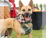 Small American Pit Bull Terrier Mix