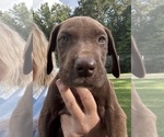 Small #2 Great Dane