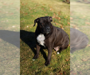 Mother of the Boerboel-Boxer Mix puppies born on 10/04/2024