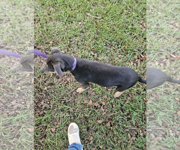 Medium Photo #10 Feist Terrier-Unknown Mix Puppy For Sale in Wakefield, RI, USA