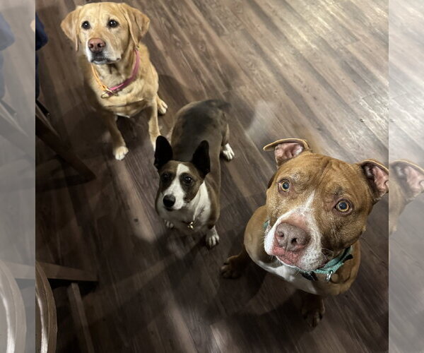 Medium Photo #6 Mutt Puppy For Sale in Fargo, ND, USA