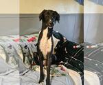 Small #1 Greyhound-Saluki Mix