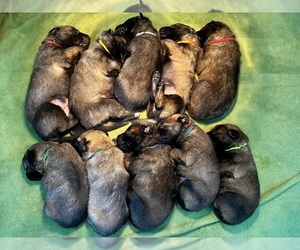 Belgian Malinois Puppy for sale in BLACKFOOT, ID, USA