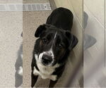 Small #1 Border Collie